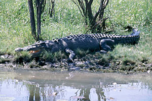 Coccodrillo sullo Yellow Water River